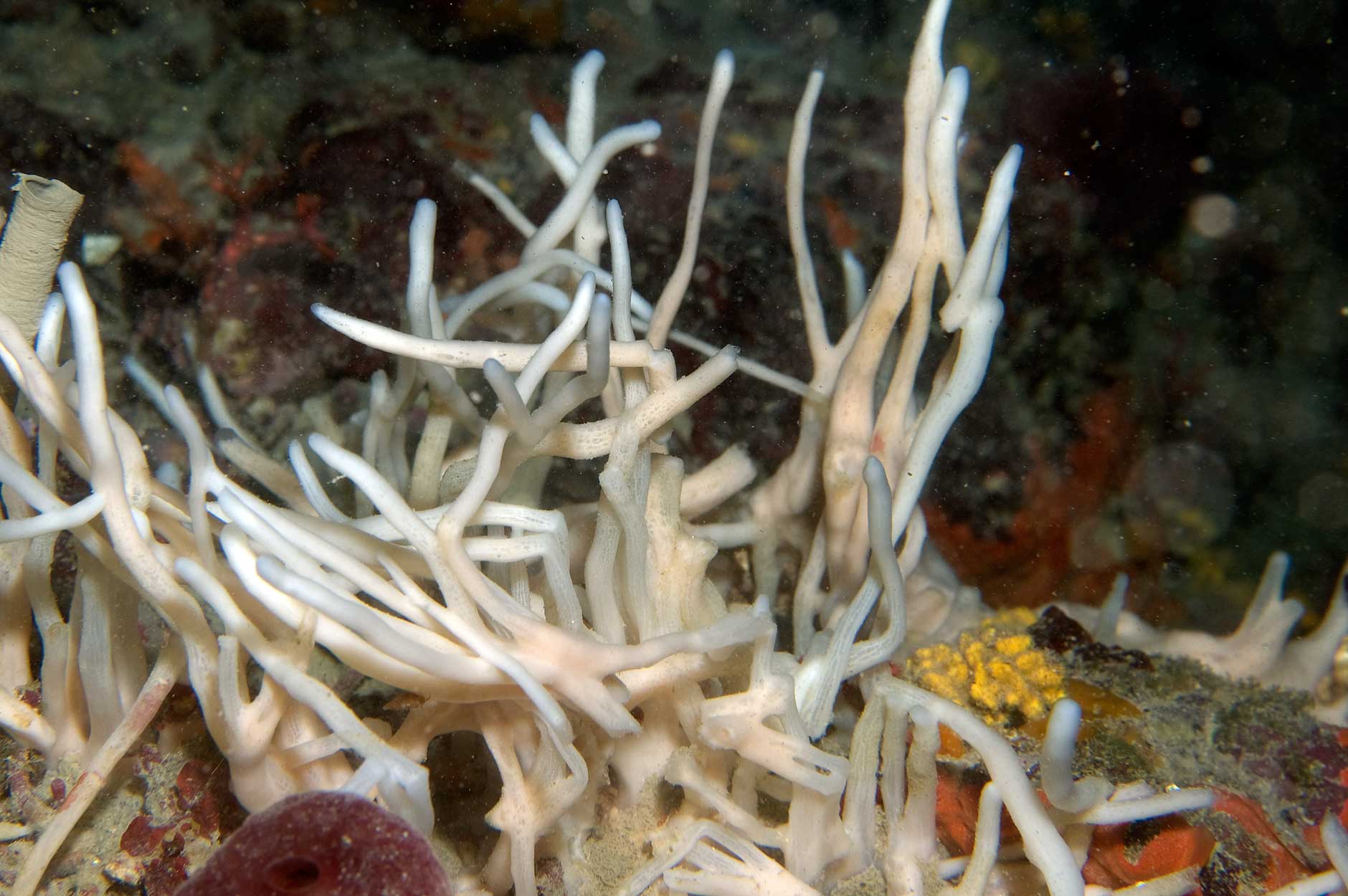 Halichondria semitubulosa